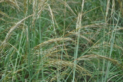 Aristida setacea